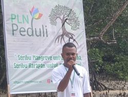 PLN dan Ecodefender Tanam 1.000 Mangrove di Saubeba, Wujud Nyata Peduli Lingkungan