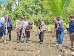 Polsek Fakfak Gencar Gerakan Ketahanan Pangan, Tanam Jagung Hibrida Wujudkan Swasembada Nasional